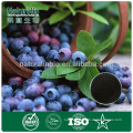 100% Natural Blueberry Fruit Extract Powder